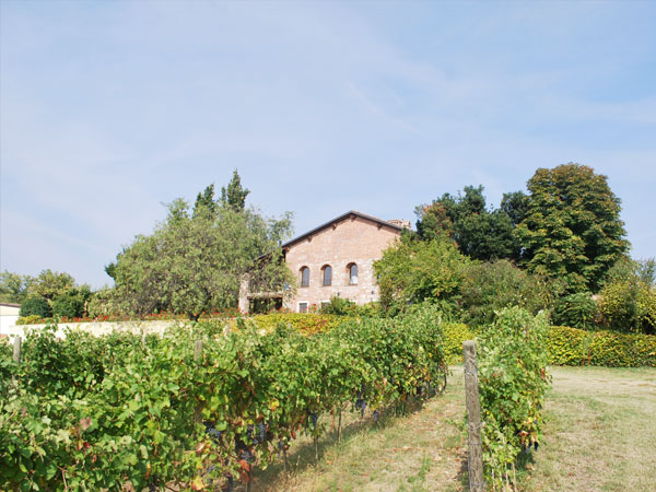 The Vineyards of Torre Fornello